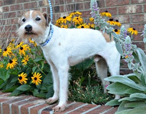 Parson Russell Terrier-Unknown Mix Dogs for adoption in Liberty, NC, USA