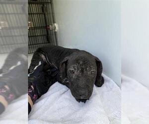 Labrador Retriever Dogs for adoption in Houston, TX, USA