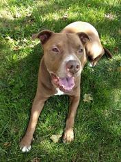 American Bandogge mastiff Dogs for adoption in Germantown, OH, USA