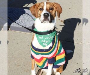 Mutt Dogs for adoption in Washington, DC, USA