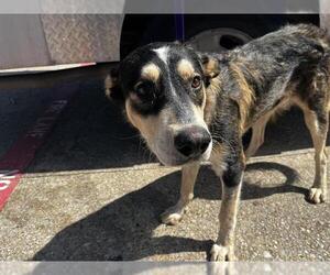 Bluetick Coonhound-German Shepherd Dog Mix Dogs for adoption in Grand Prairie, TX, USA