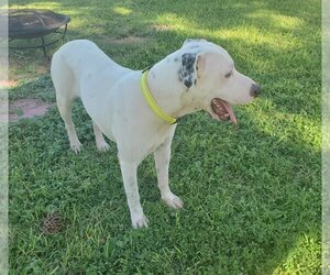 American Bulldog-Unknown Mix Dogs for adoption in Sebring, FL, USA