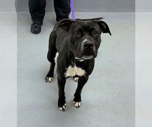 Mutt Dogs for adoption in Louisville, KY, USA