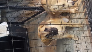 German Shepherd Dog Dogs for adoption in Brooksville, FL, USA