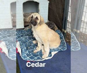 Anatolian Shepherd-Unknown Mix Dogs for adoption in Turlock, CA, USA