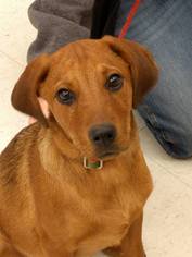 Medium Photo #1 Redbone Coonhound-Unknown Mix Puppy For Sale in Von Ormy, TX, USA