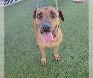 American Pit Bull Terrier Dogs for adoption in Waco, TX, USA