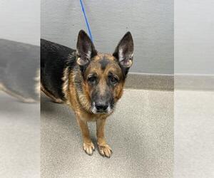 German Shepherd Dog-Unknown Mix Dogs for adoption in Las Vegas, NV, USA