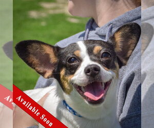 Jack-Rat Terrier Dogs for adoption in Huntley, IL, USA
