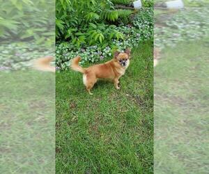Pomeranian Dogs for adoption in Park Falls, WI, USA