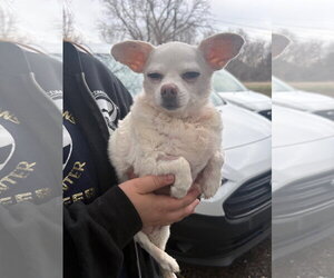 Chihuahua-Unknown Mix Dogs for adoption in Clarkston, MI, USA