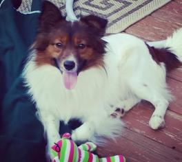 Papillon-Unknown Mix Dogs for adoption in Monroe, VA, USA