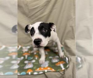 American Pit Bull Terrier Dogs for adoption in Modesto, CA, USA