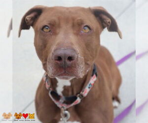 American Pit Bull Terrier Dogs for adoption in Center Township, PA, USA