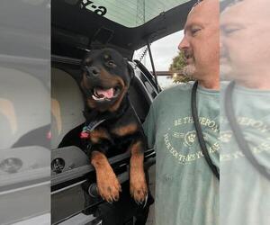 Rottweiler Dogs for adoption in Orange Grove, TX, USA