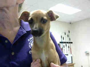 Chiweenie Dogs for adoption in Fayetteville, NC, USA