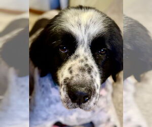 Great Pyrenees-Unknown Mix Dogs for adoption in Omaha, NE, USA