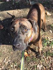 Plott Hound Dogs for adoption in Chicopee, MA, USA