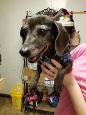 Dachshund Dogs for adoption in Columbus, GA, USA