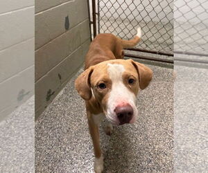 Labrador Retriever-Unknown Mix Dogs for adoption in Oakhurst, NJ, USA