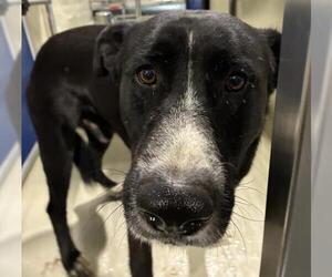 German Shepherd Dog Dogs for adoption in Bakersfield, CA, USA