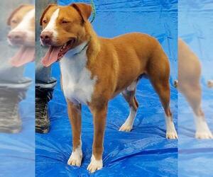 American Pit Bull Terrier-Unknown Mix Dogs for adoption in Columbia, LA, USA