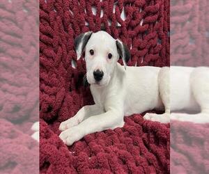 Mutt Dogs for adoption in Westminster, MD, USA