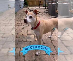 Italian Greyhound-Unknown Mix Dogs for adoption in Tallahassee, FL, USA
