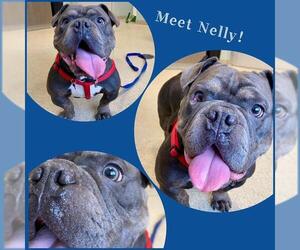 Bulldog-Unknown Mix Dogs for adoption in Dedham, MA, USA