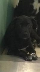 Mastiff-Unknown Mix Dogs for adoption in Winchester, TN, USA