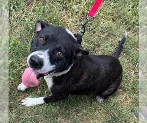 American Staffordshire Terrier-Unknown Mix Dogs for adoption in San Antonio, TX, USA