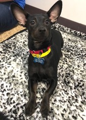 Doxie-Pin Dogs for adoption in Tempe, AZ, USA