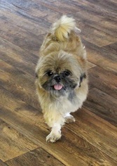 Shih Tzu Dogs for adoption in Canton, CT, USA