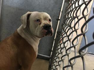 American Bulldog Dogs for adoption in HESPERIA, CA, USA