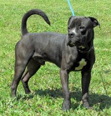 American Bulldog Dogs for adoption in Batavia, OH, USA