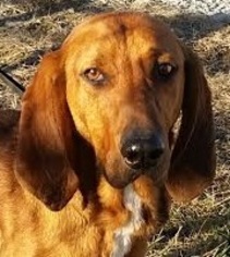 Redbone Coonhound-Unknown Mix Dogs for adoption in Silver Spring, MD, USA