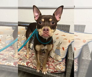 Mutt Dogs for adoption in Ellijay, GA, USA