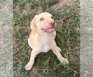 Labradoodle Dogs for adoption in Harrison, AR, USA