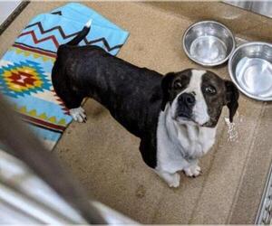 American Boston Bull Terrier Dogs for adoption in Rockwall, TX, USA