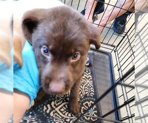 Labrador Retriever Dogs for adoption in San Antonio, TX, USA