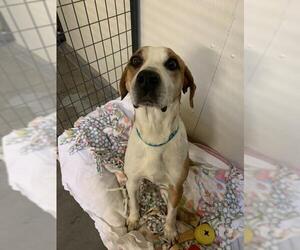 Treeing Walker Coonhound Dogs for adoption in South Amana, IA, USA