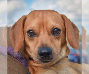Chiweenie Dogs for adoption in Huntley, IL, USA