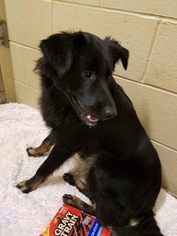 Sheprador Dogs for adoption in Harrisville, WV, USA