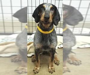 Bluetick Coonhound Dogs for adoption in Neillsville, WI, USA