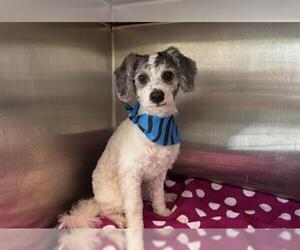 Poodle (Miniature)-Unknown Mix Dogs for adoption in Orange, CA, USA
