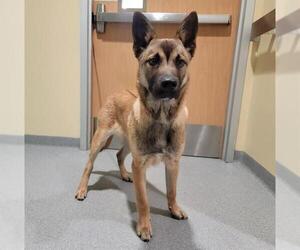 Mutt Dogs for adoption in Orange, CA, USA