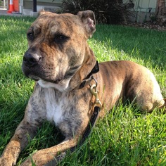 Bullboxer Pit Dogs for adoption in Santa Monica, CA, USA