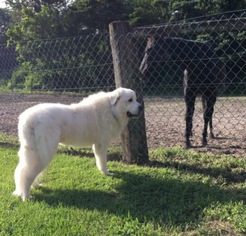 Great Pyrenees Dogs for adoption in Valparaiso, IN, USA