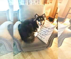 Collie Dogs for adoption in Estherville, IA, USA