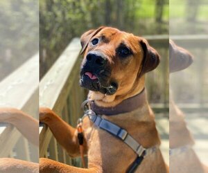 Mastiff-Unknown Mix Dogs for adoption in Virginia Beach, VA, USA